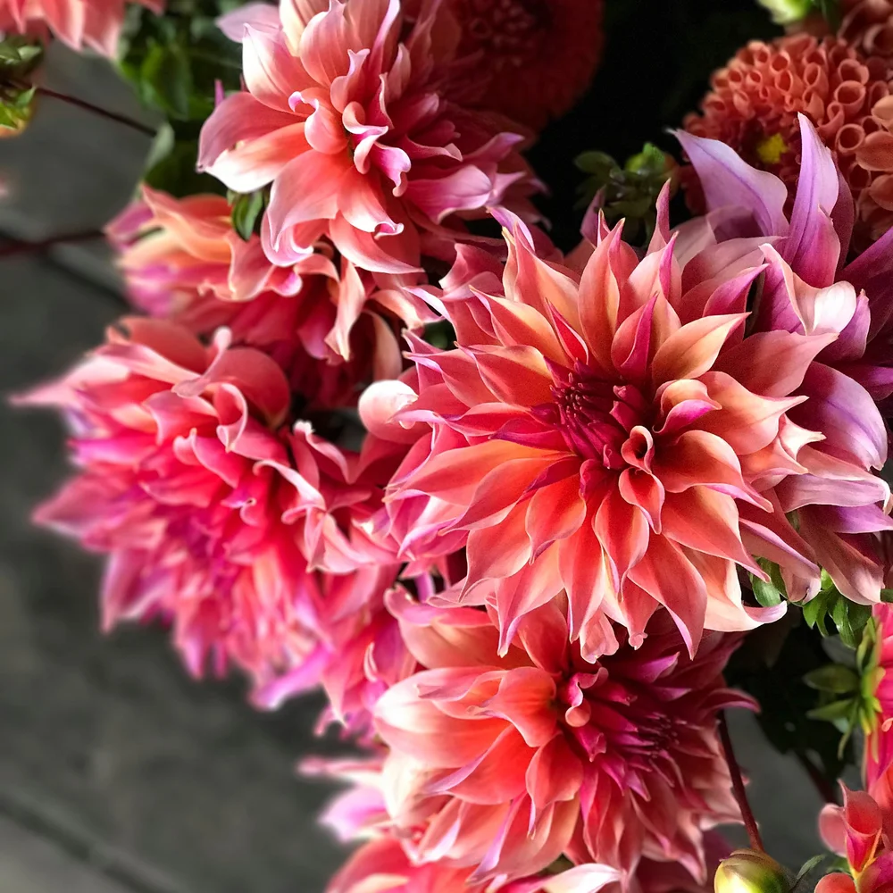 2026 Dahlia Share — FIVEFORK FARMS